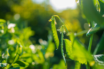 Fresh green peas growing in a sunlit garden showcasing vibrant foliage and the beauty of nature's bounty