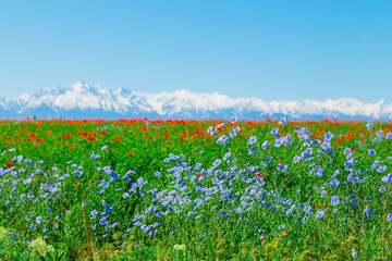 Field of red poppies and blue flowers of steppe flax on a clear sunny day.