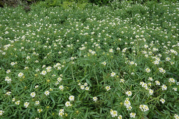 Wide-angle closeup on he white flowering North-American Watercress or yellowcress wildflower, Nasturtium officinale at Bandon, Oregon