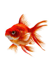 Fototapeta premium isolated png Goldfish, GENERATIVE AI