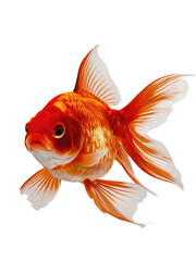 isolated png Goldfish, GENERATIVE AI