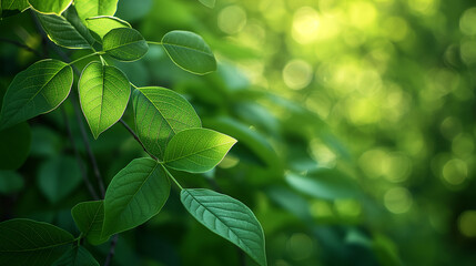 A leafy green tree with a bright sun shining on it