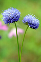 The wild sheep's-bit plant (Jasione montana) in flower with a green background