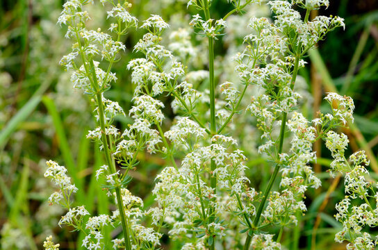 The hedge bedstraw (Galium mollugo) in flower
