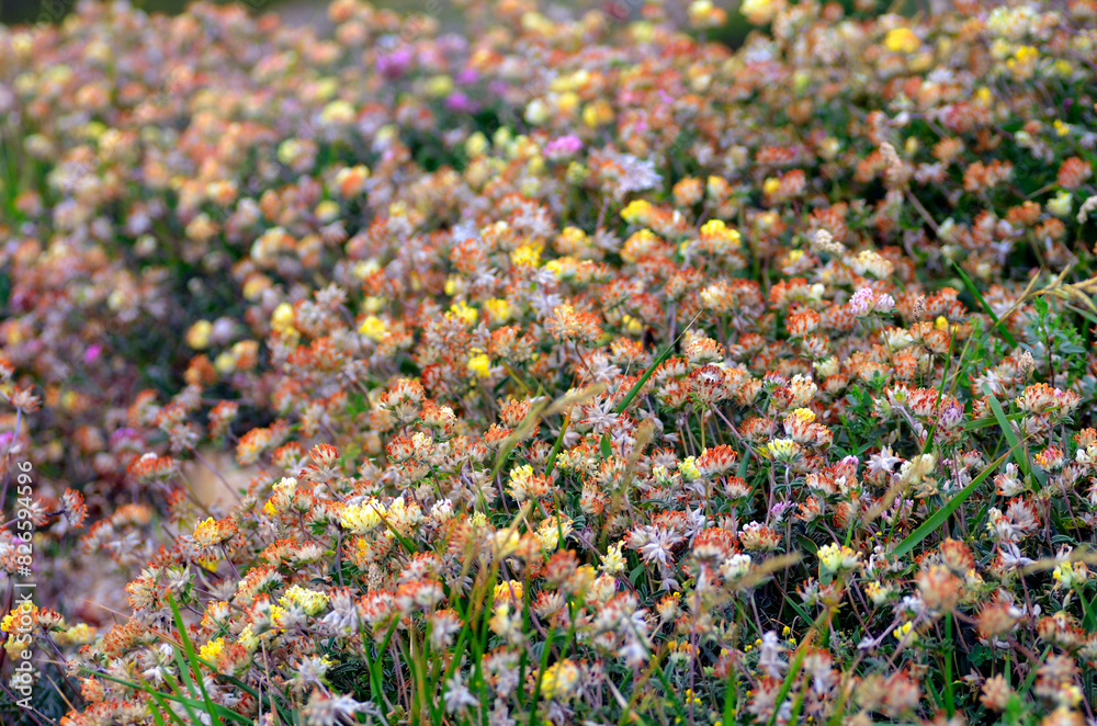 Wall mural The common kidney vetch (Anthyllis vulneraria) in flower