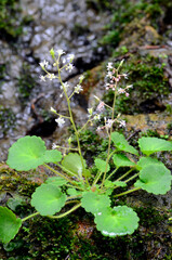 The small Saxifraga hirsuta plant in flower
