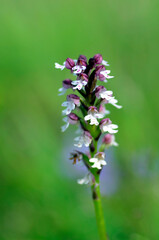The burnt orchid (Neotinea ustulata or Orchis ustulata) in a meadow
