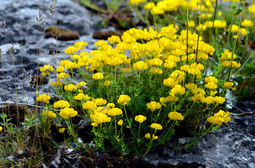 The bird's-foot trefoil (Lotus corniculatus) in flower growing between rocks
