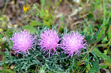 The asteraceae Carduncellus mitissimus in a meadow