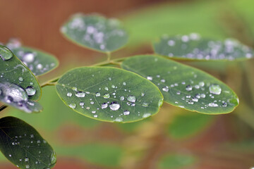 Dew drops on the leaves of black locust (Robinia pseudoacacia)