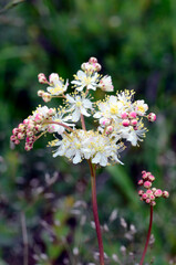 The meadowsweet (Filipendula ulmaria) in flower with a green background