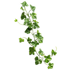Naklejka premium Hanging bush forest vine or ivy liana isolated transparent background