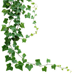 Fototapeta premium Hanging bush forest vine or ivy liana isolated transparent background