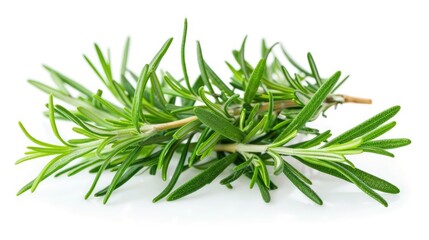 Fototapeta premium Rosemary on a white background