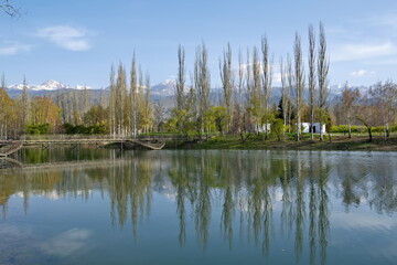 Fototapeta premium Kyrgyzstan. Picturesque reflections of pyramidal poplars in the morning surface of Lake Issyk-Kul.