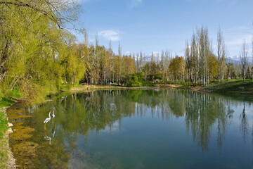 Kyrgyzstan. Picturesque reflections of pyramidal poplars in the morning surface of Lake Issyk-Kul.
