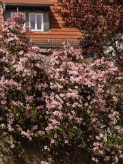 Zart pink farbene Clematis blühen im Garten an Mauer