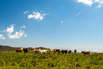 Campos dos Padres, com suas famosas planícies no alto das montanhas de Urubici, Santa Catarina.