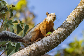 Variegated squirrel walking along a branch in the rainforest of Costa Rica in Central America