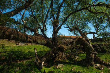 Arvore nas montanhas da serra catarinense