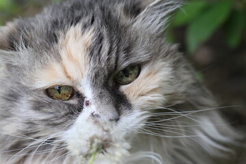 calico and white cat outdoors with green plants garden fur longhair