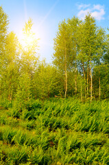 Fern thickets on a hillside. Vertical photo