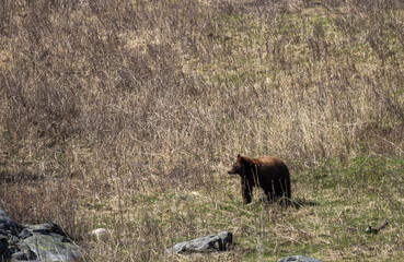 Black Bear in Spring in Yellowstone National Park Wyoming