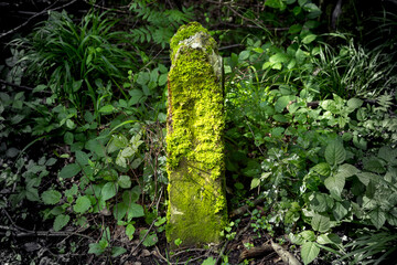 green moss on stone