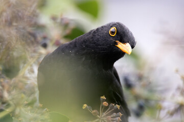 blackbird closeup