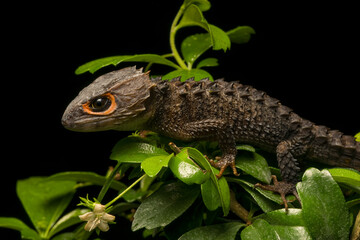 Red-eyed Crocodile Skink in rainforest at night