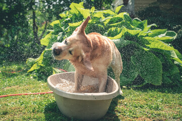 A cheerful Labrador plays with a big stick in a bath of water in nature. Escape from the heat, fun, rest