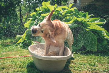 A cheerful Labrador plays with a big stick in a bath of water in nature. Escape from the heat, fun,...