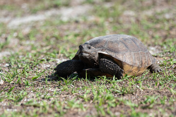 Gopher Tortoise in Flagler Beach, Florida