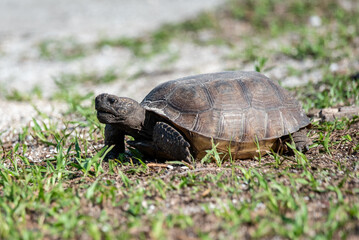 Gopher Tortoise in Flagler Beach, Florida