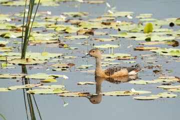 Lesser whistling duck floats along Peaceful Pond
