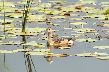 Lesser whistling duck floats along Peaceful Pond