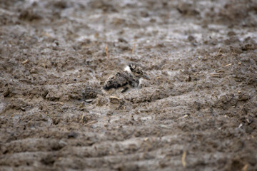 lapwing chick