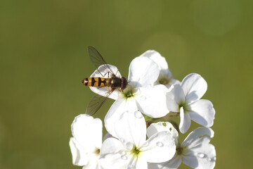 Close up male hoverfly, Spotted Thintail, Meliscaeva auricollis, family hoverflies (Syrphidae) on flowers of dame's rocket (Hesperis matronalis), family Brassicaceae. Spring, May, Dutch garden