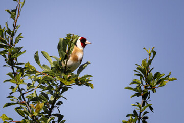 goldfinch