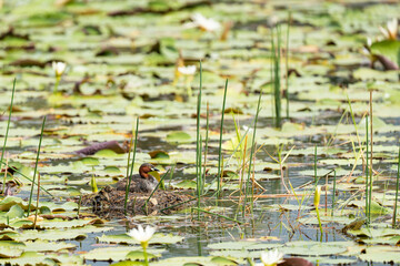Little Grebe on the nest in the reeds in a marsh