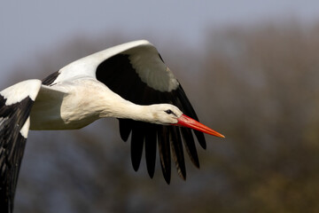 stork in flight