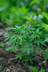 Weed plant with bigh nugs