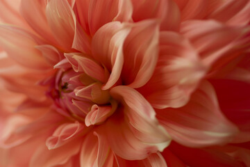 Close Up of Vibrant Coral Dahlia Flower Petals in Bloom