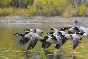 Flock of Canada Geese flying low over a lake © Gary
