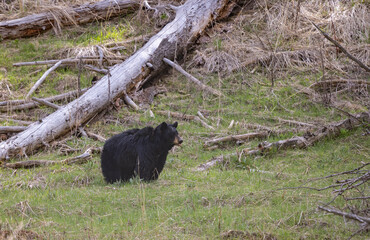 Black Bear in Spring in Yellowstone National Park Wyoming