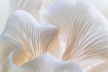 Close Up of Delicate White Mushroom Gills in Natural Light   Textured Organic Patterns