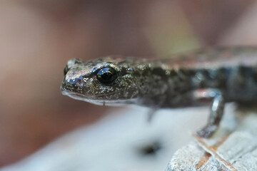 Facial closeup on the small California slender salamander, Batrachoseps attenuatus at WHaler Island, Crescent city, California