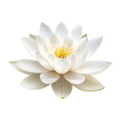 Elegant White Lotus Flower Detailed Close-Up View