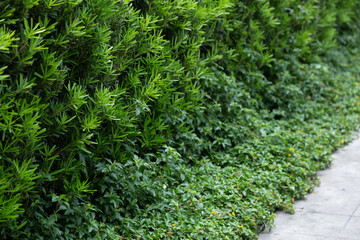 Green trees were planted along the walkway to add beauty to the place. There's plenty of free space suitable for a natural background.