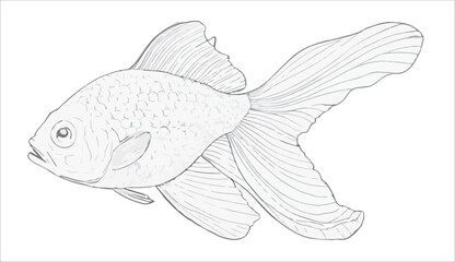 vector illustration of fish, realistic art drawing in black and white